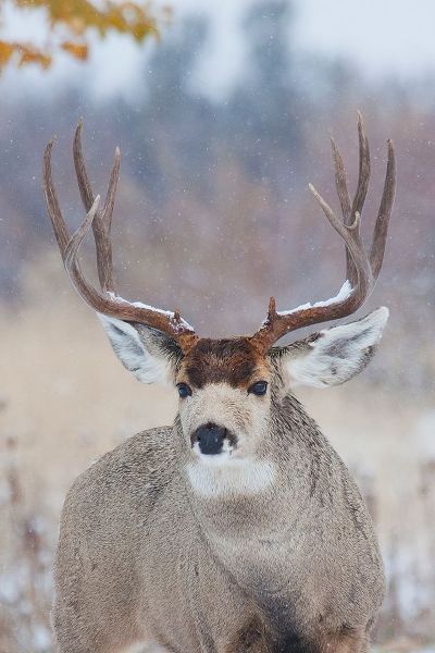 Mule Deer Buck-late autumn snow